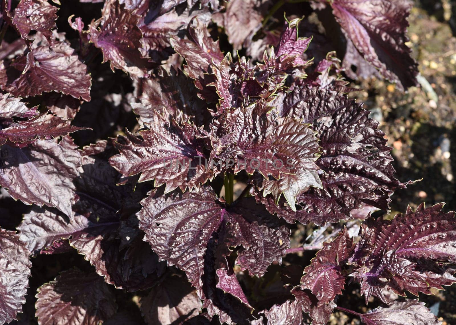 Black nettle,Perilla frutescens,Shiso,is an important medicinal and herbal plant. Black nettle,Perilla frutescens,Shiso,is an important medicinal and herb plant.