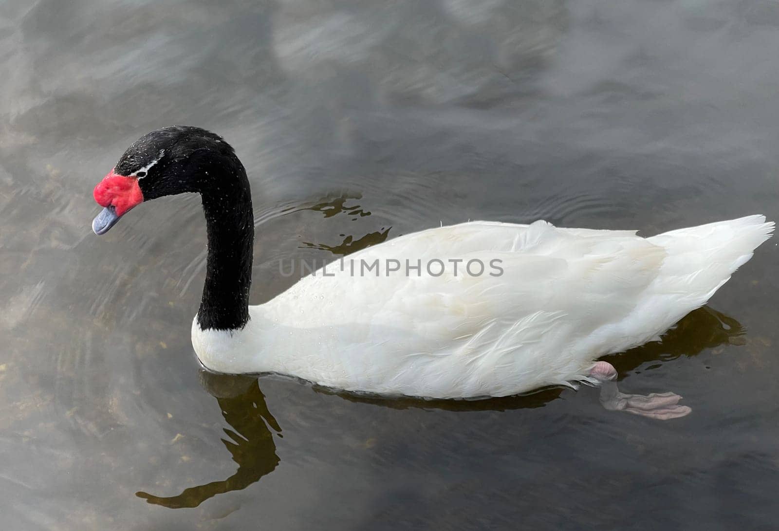 The Black-necked Swan is a species of bird in the Anatidae family. The black-necked swan is a species of swan (Cygnus),which belongs to the family of duck birds (Anatidae).