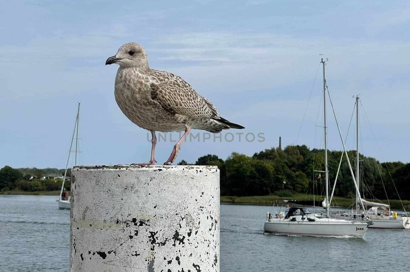 Silbermoewen are colony breeders,whose breeding sites are usually on inaccessible islands or on steep coasts. Silver gulls are colony breeders whose breeding grounds are mostly on inaccessible islands or on cliffs.