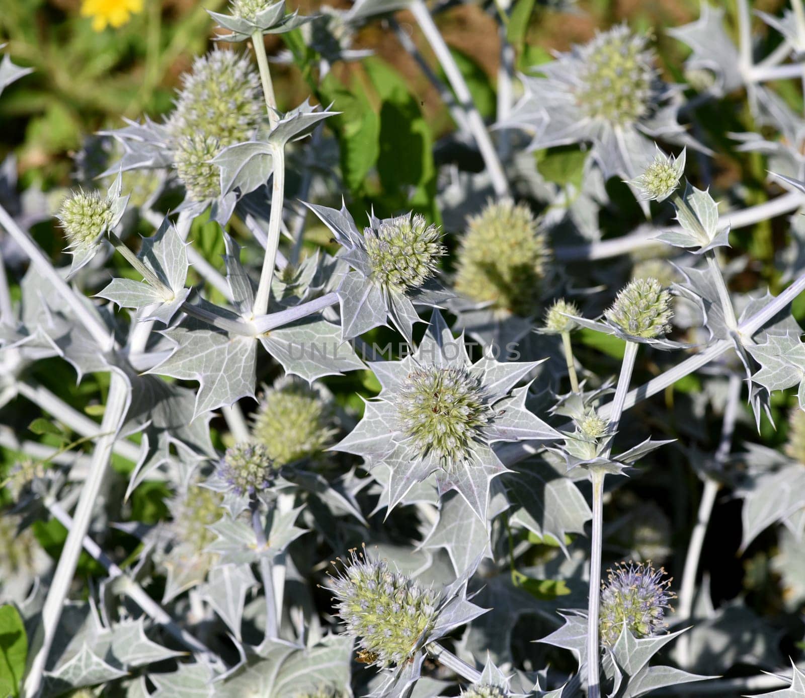 Sea thistle,Eryngium maritimum,is a species of thistle that thrives in sand near the coast. Beach thistle,Eryngium maritimum,is a species of thistle that thrives in the sand near the coast.