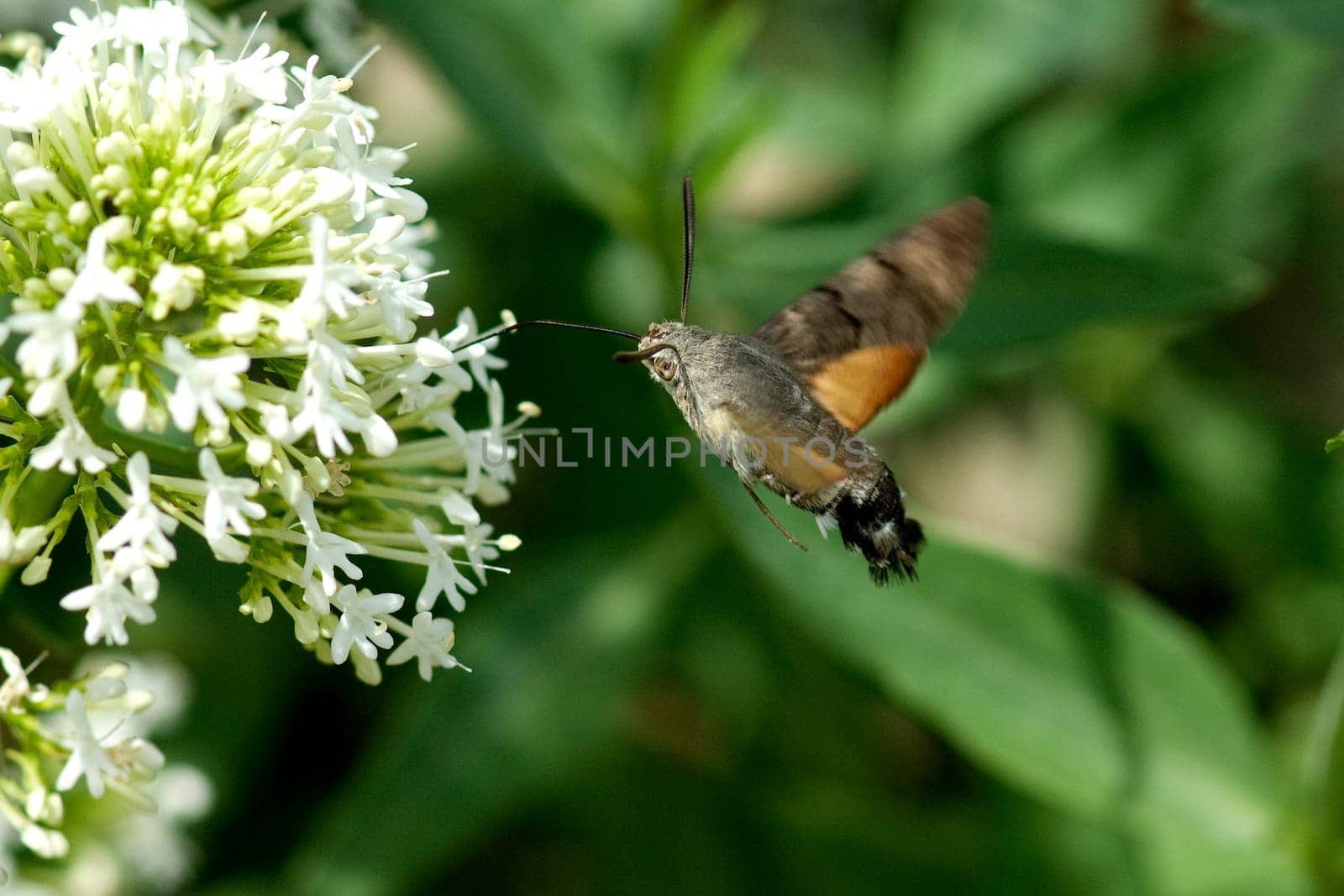 Pigeon swather,Macroglossum,stellatarum,to the almost exotic insects belongs the pigeon swaenzchen or also called hummingbird swath reminds with its buzzing flight of hummingbirds and comes from the south in summer to us. Pigeon tail,Macroglossum,stellatarum,one of the almost exotic insects,is the pigeon tail or hummingbird warmer,which reminds of hummingbirds with its whirring flight and comes to us from the south in summer.