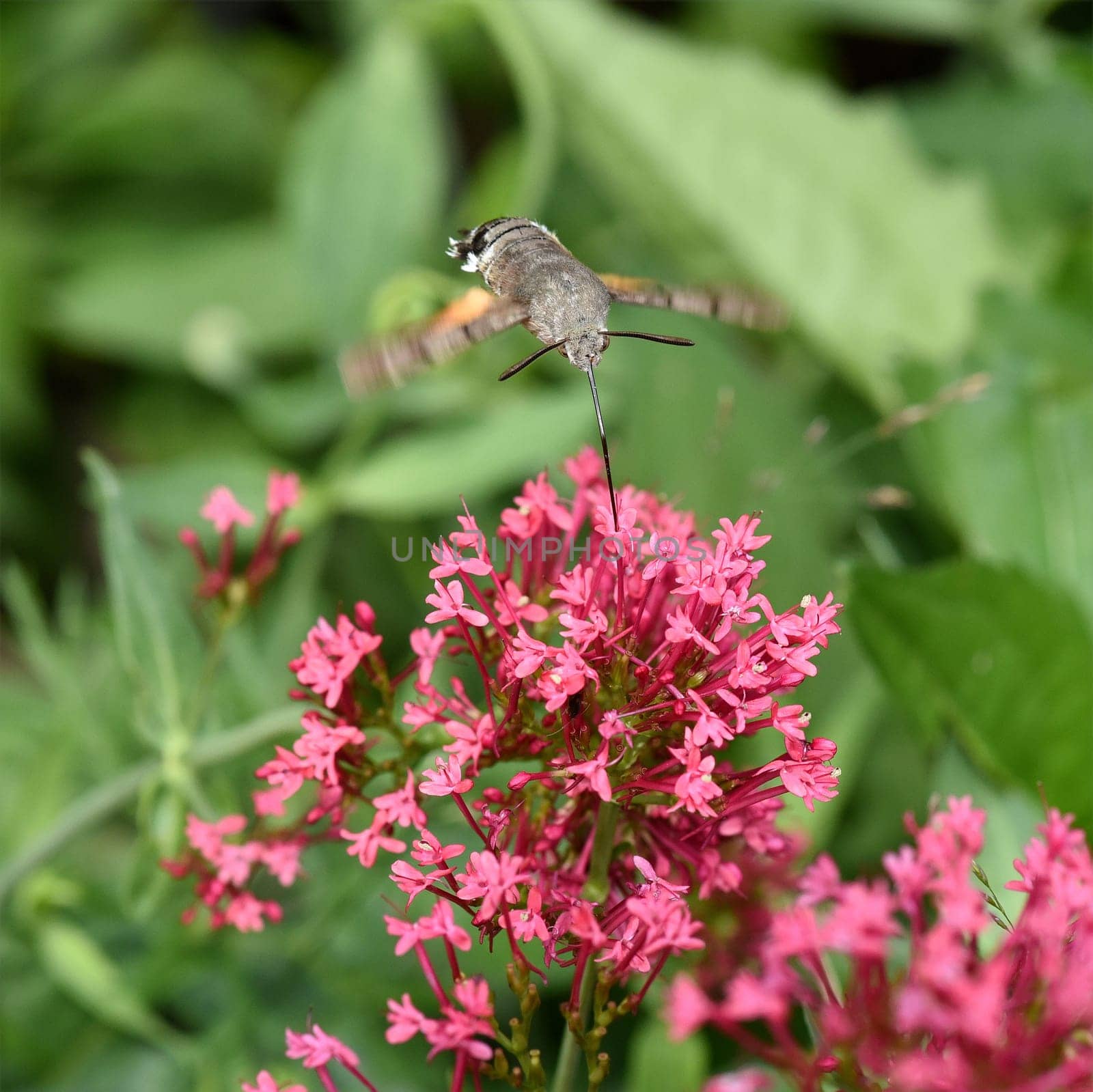 Pigeon swather,Macroglossum,stellatarum,to the almost exotic insects belongs the pigeon swaenzchen or also called hummingbird swath reminds with its buzzing flight of hummingbirds and comes from the south in summer to us. Pigeon tail,Macroglossum,stellatarum,one of the almost exotic insects,is the pigeon tail or hummingbird warmer,which reminds of hummingbirds with its whirring flight and comes to us from the south in summer.