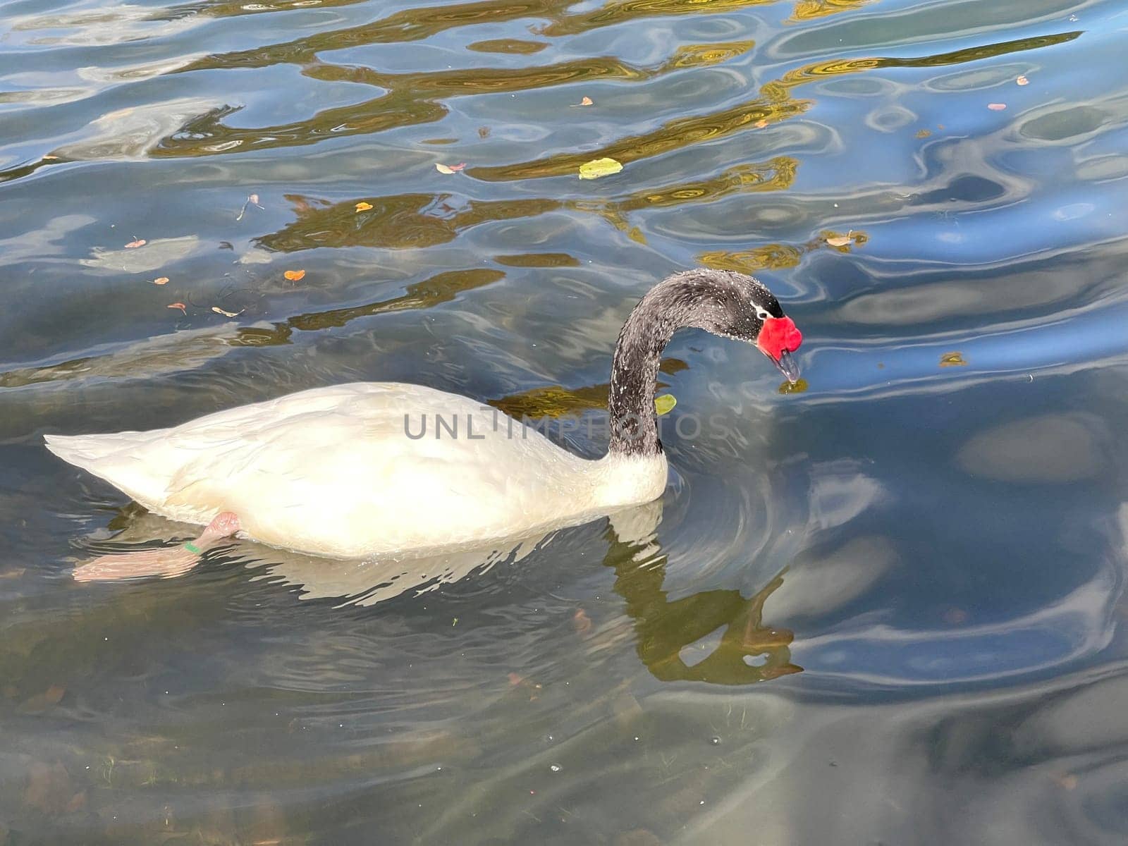 The Black-necked Swan is a species of bird in the Anatidae family. The black-necked swan is a species of swan (Cygnus),which belongs to the family of duck birds (Anatidae).