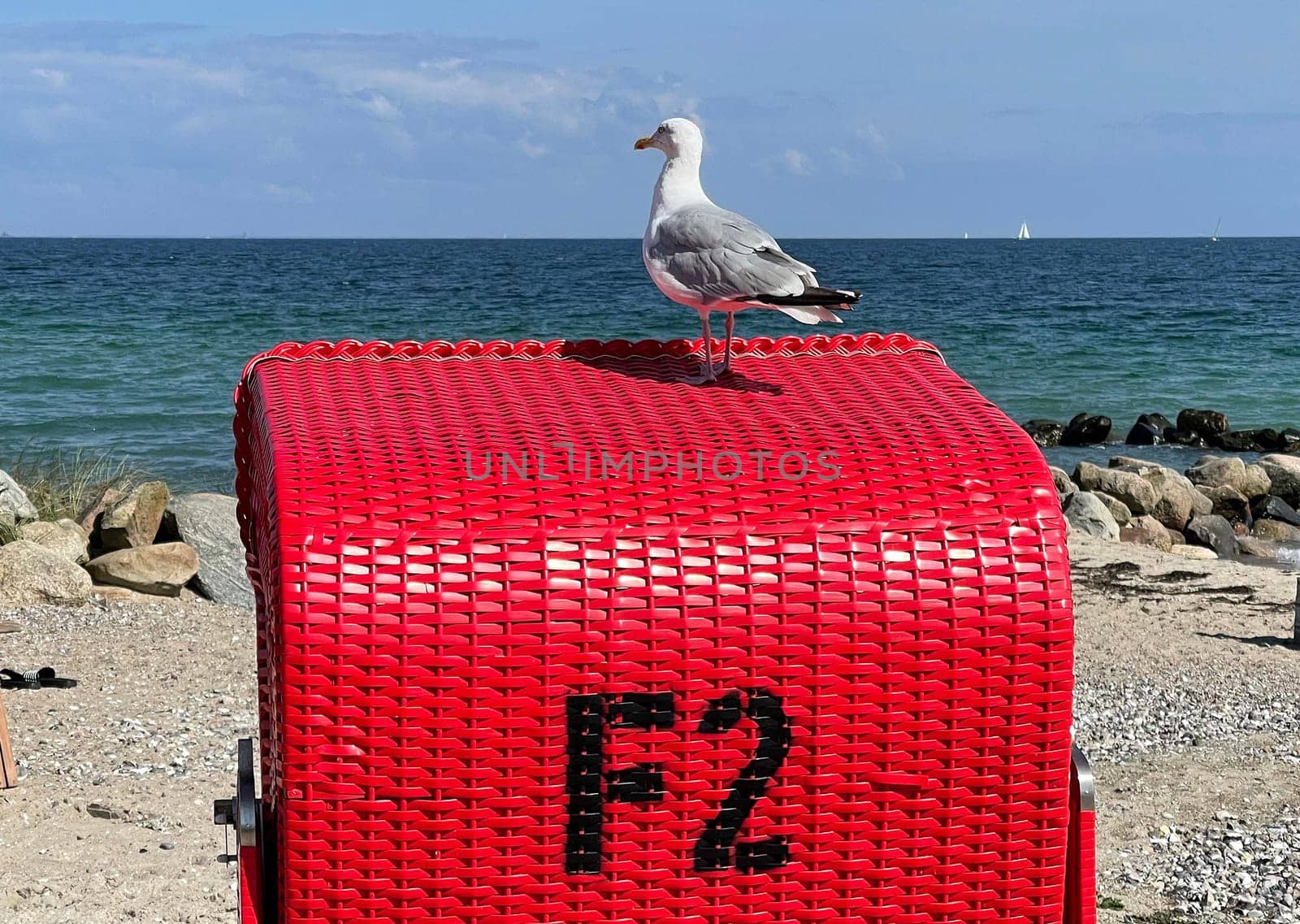 Silbermoewen are colony breeders,whose breeding sites are usually on inaccessible islands or on steep coasts. Silver gulls are colony breeders whose breeding grounds are mostly on inaccessible islands or on cliffs.