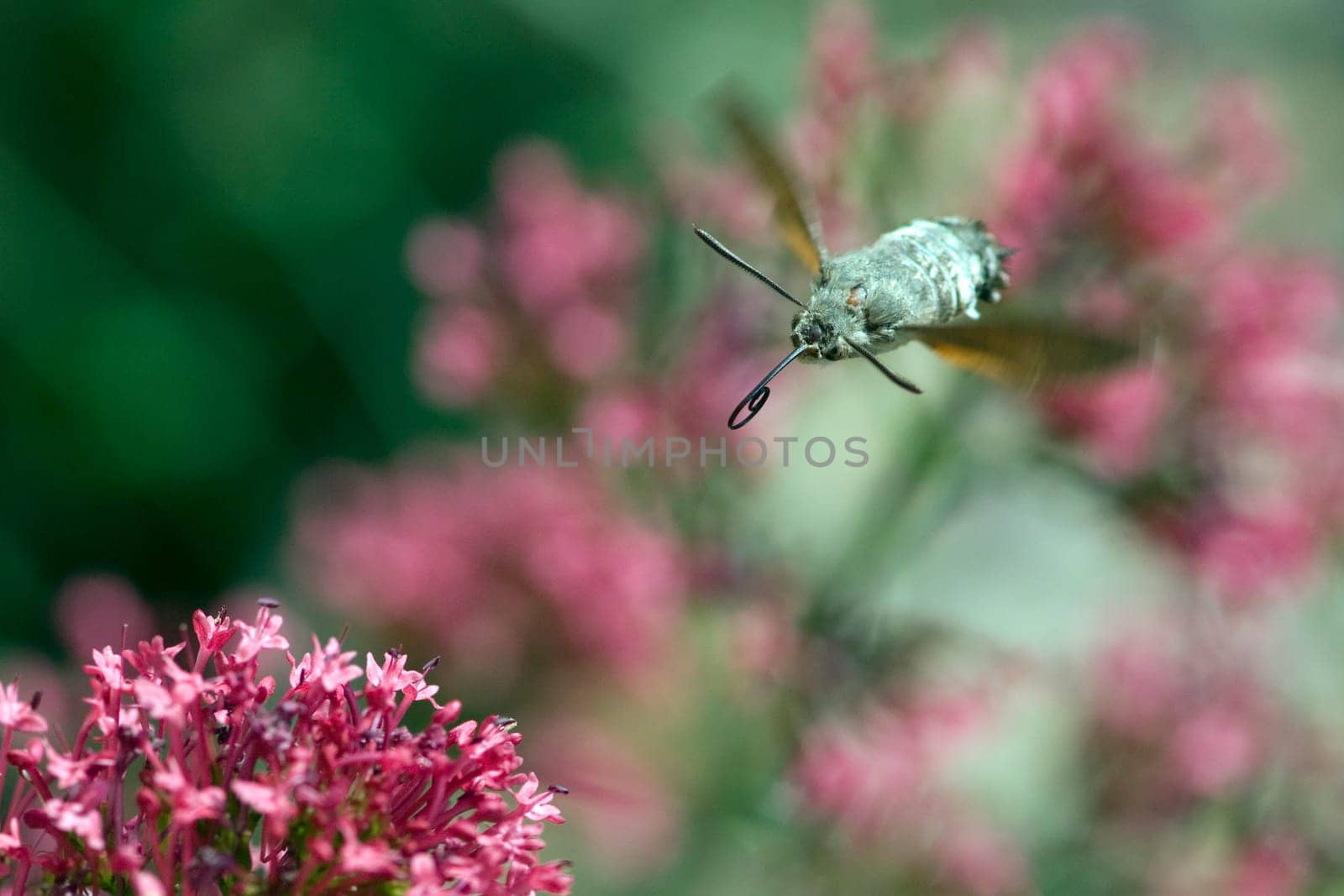 Pigeon swather,Macroglossum,stellatarum,to the almost exotic insects belongs the pigeon swaenzchen or also called hummingbird swath reminds with its buzzing flight of hummingbirds and comes from the south in summer to us. Pigeon tail,Macroglossum,stellatarum,one of the almost exotic insects,is the pigeon tail or hummingbird warmer,which reminds of hummingbirds with its whirring flight and comes to us from the south in summer.
