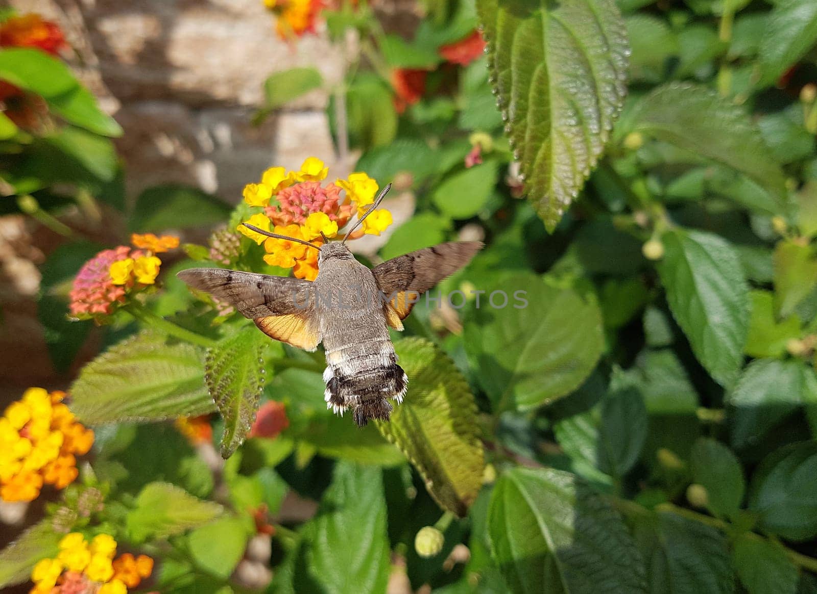Pigeon swather,Macroglossum,stellatarum,to the almost exotic insects belongs the pigeon swaenzchen or also called hummingbird swath reminds with its buzzing flight of hummingbirds and comes from the south in summer to us. Pigeon tail,Macroglossum,stellatarum,one of the almost exotic insects,is the pigeon tail or hummingbird warmer,which reminds of hummingbirds with its whirring flight and comes to us from the south in summer.
