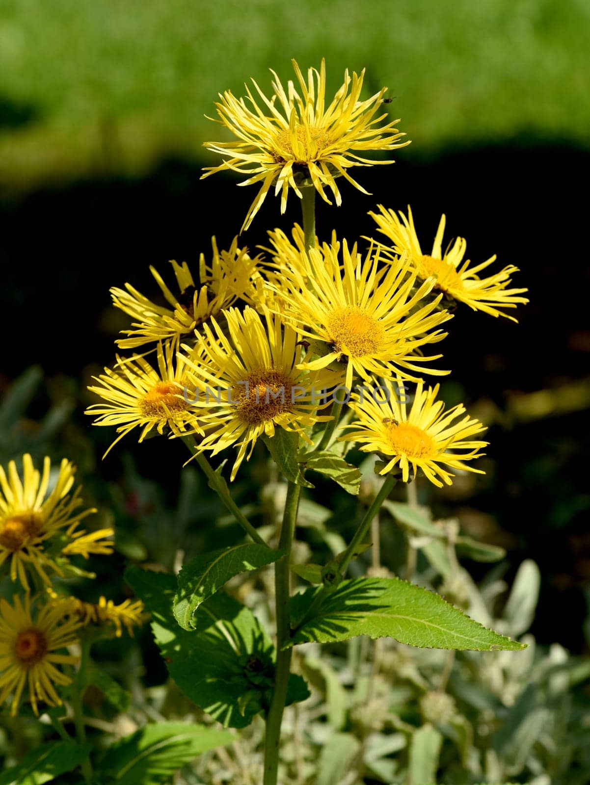 Elecampane,Inula helenium,is a perennial with yellow flowers. It is an important medicinal plant and is also used in medicine. Alant,Inula Helenium,is a perennial with yellow flowers. It is an important medicinal plant and is also used in medicine.