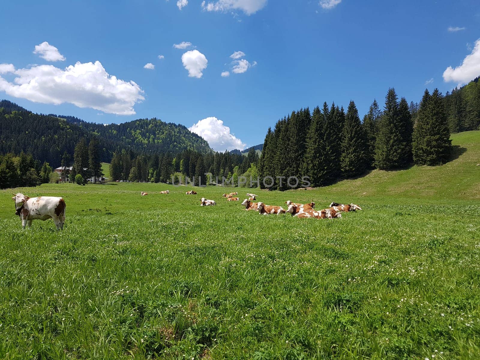Alpine pastures in the Alps,here in Upper Bavaria,are among the most beautiful landscapes in Germany. Alpine pastures in the Alps,here in Upper Bavaria,are among the most beautiful landscapes in Germany.
