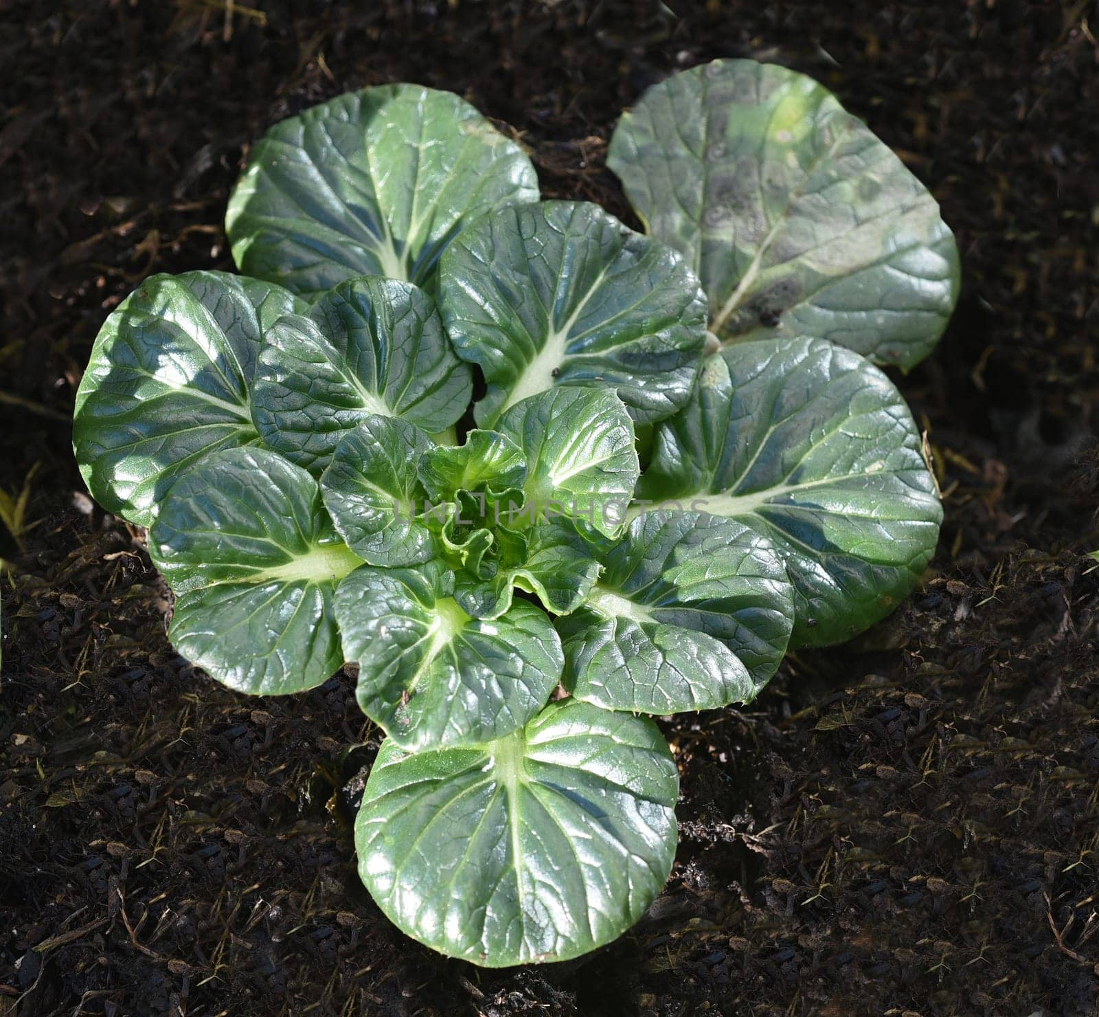 Asian salads are often available all year round. It is used as a salad as well as a vegetable side dish. Asian salads are often available all year round. It is used as a salad as well as a vegetable side dish.