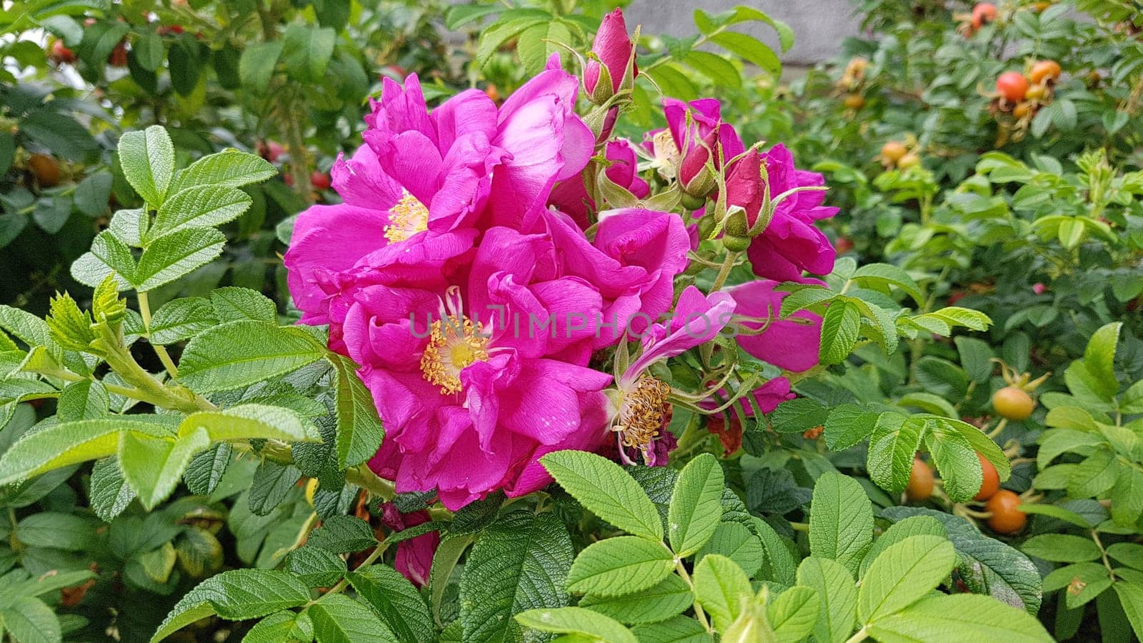 Apple rose,Rosa rugosa,is a wild rose with beautiful red fruits in autumn. Apple rose,Rosa rugosa,is a wild rose with beautiful red fruits in autumn.