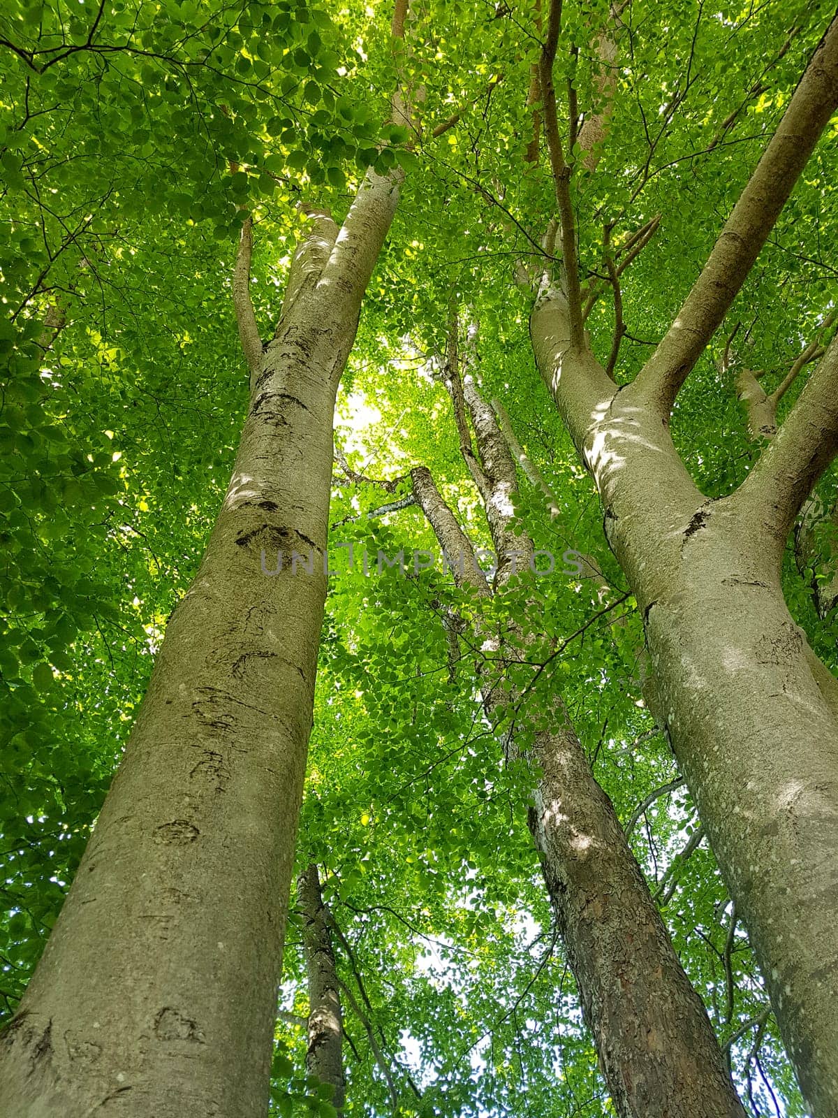 Beech,Fagus sylvatica,is a deciduous tree that is often found in our forests.  It is a powerful tree and its wood is an important supplier of timber. Beech,Fagus,sylvatica,is a deciduous tree,which is often found in our forests. It is a powerful tree and its wood is an important timber supplier.