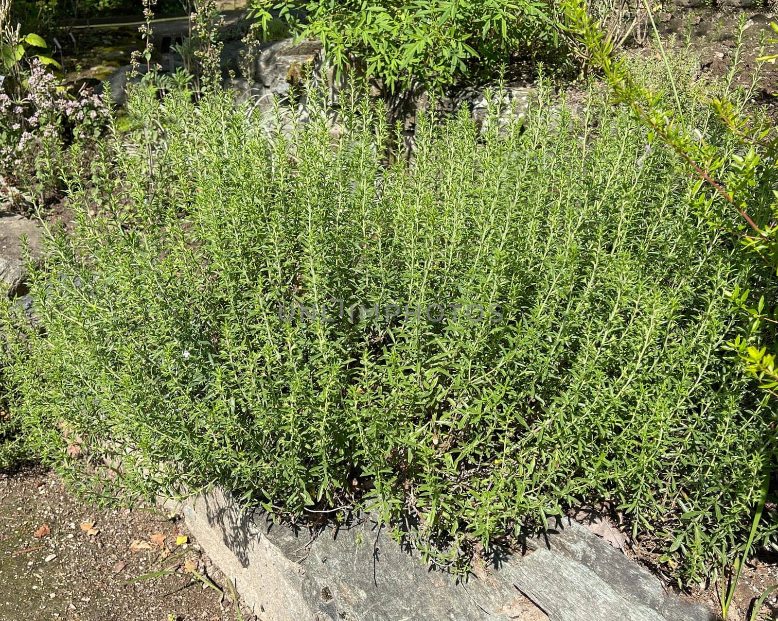 Mountain savory,Satureja montana,is a perennial spice herb and a medicinal and fragrant plant with white flowers. Mountain savory,Satureja montana,is a perennial herb and a medicinal and aromatic plant with white flowers.