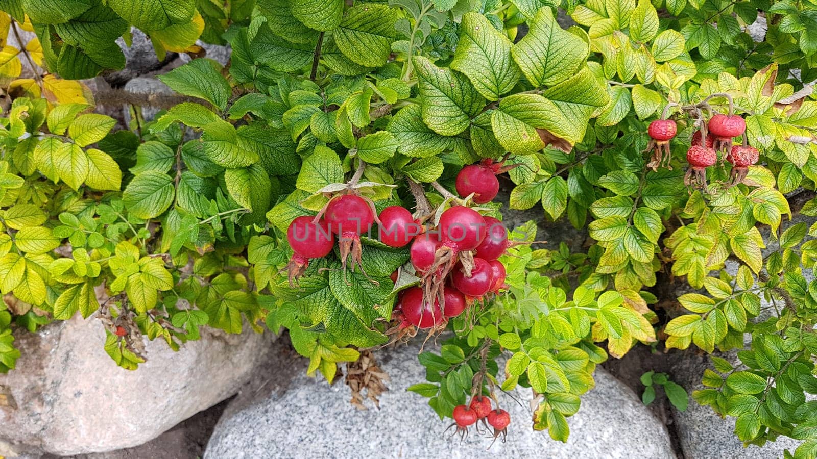 Apple rose,Rosa rugosa,is a wild rose with beautiful red fruits in autumn. Apple rose,Rosa rugosa,is a wild rose with beautiful red fruits in autumn.