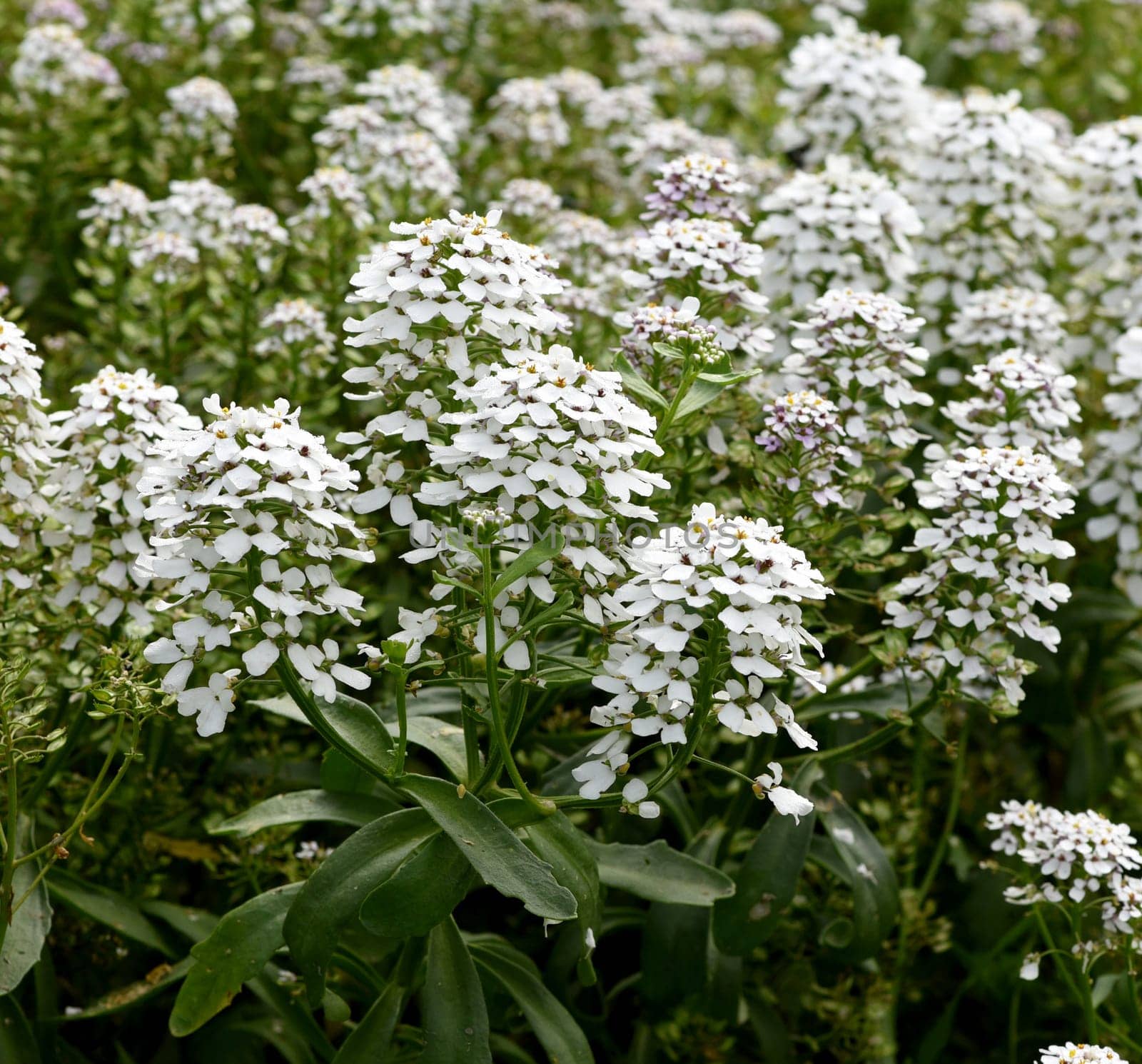 Bitter ribbon flower,Iberis amara is an important medicinal plant with white flowers. Bitter candytuft,Iberis amara is an important medicinal plant with white flowers.