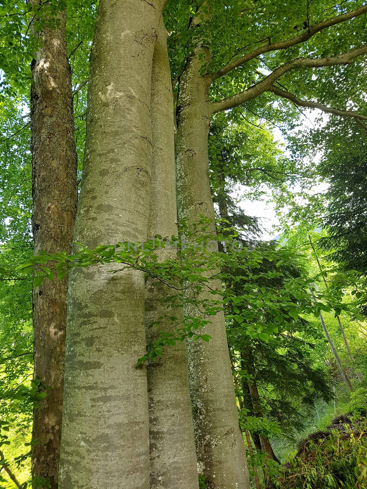 Beech,Fagus sylvatica,is a deciduous tree that is often found in our forests.  It is a powerful tree and its wood is an important supplier of timber. Beech,Fagus,sylvatica,is a deciduous tree,which is often found in our forests. It is a powerful tree and its wood is an important timber supplier.