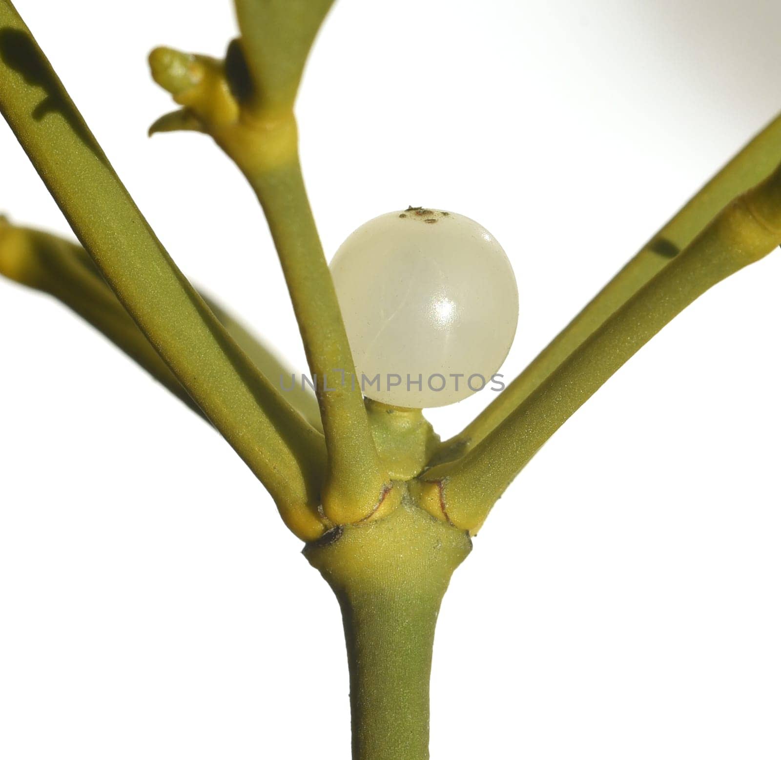 Mistletoe,Viscum album is a parasite that lives on our native trees. Mistletoe,Viscum album,is a parasite that lives on our native trees.