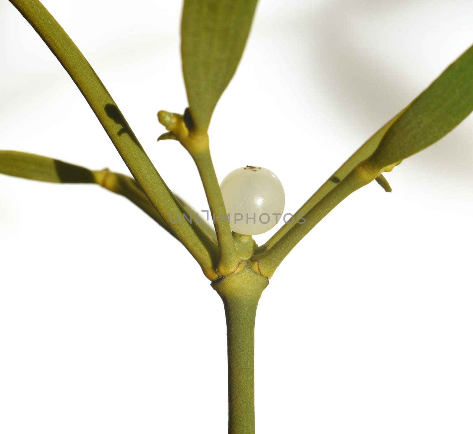 Mistletoe,Viscum album is a parasite that lives on our native trees. Mistletoe,Viscum album,is a parasite that lives on our native trees.