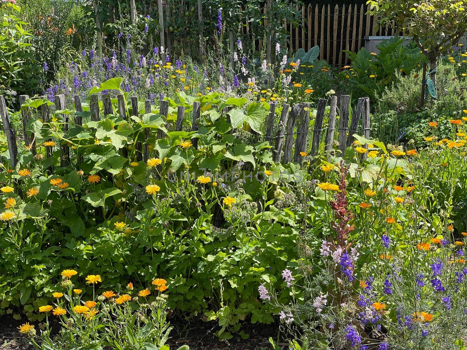 Cottage garden is a garden with many medicinal plants,flowers and various types of vegetables. Bauerngarten is a garden with many medicinal plants,flowers and different types of vegetables.