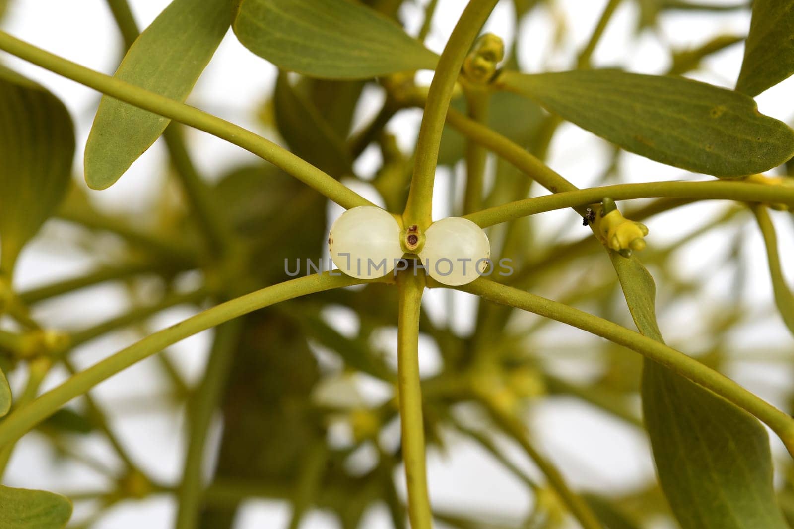 Mistletoe,Viscum album is a parasite that lives on our native trees. Mistletoe,Viscum album,is a parasite that lives on our native trees.