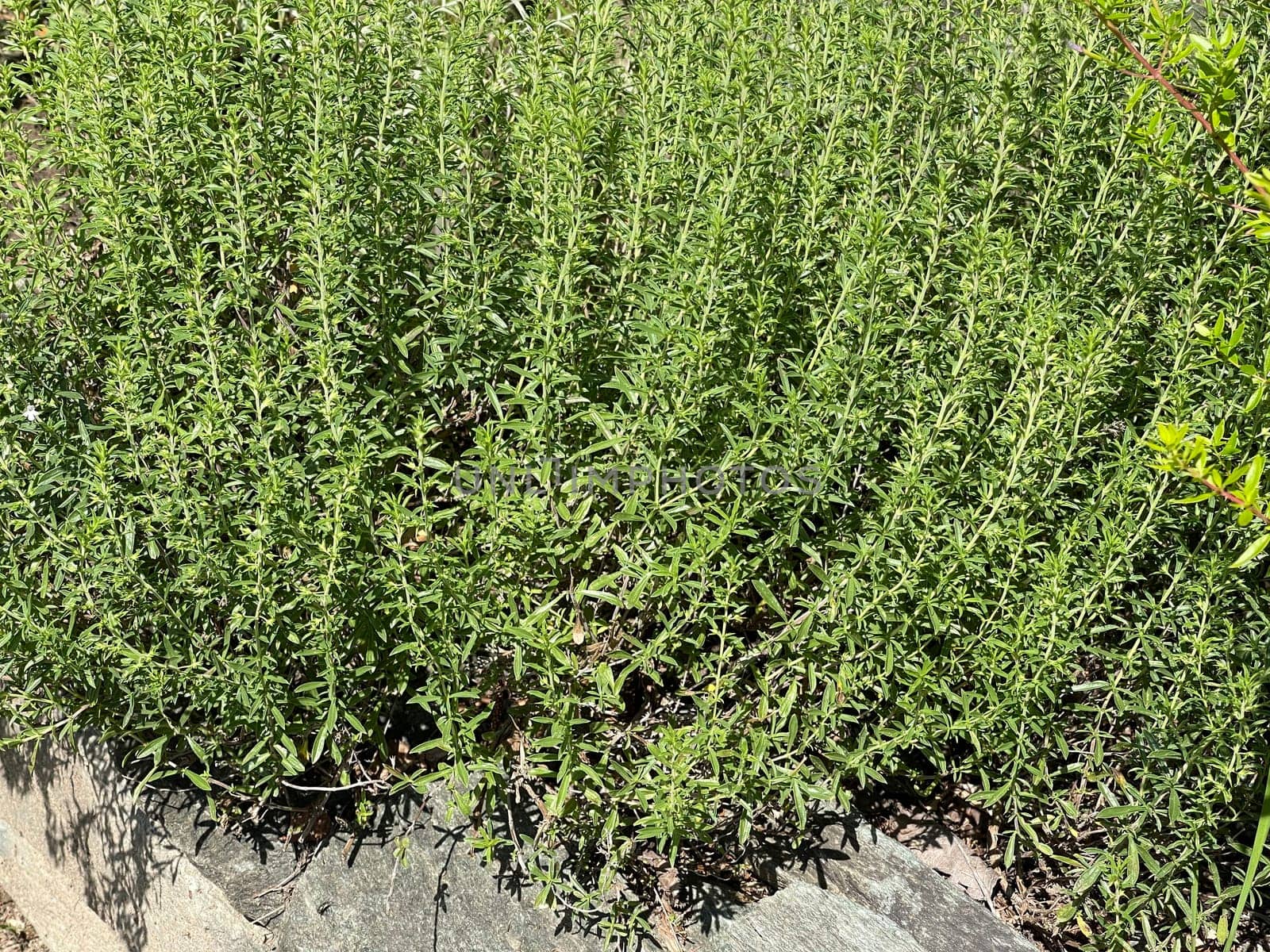 Mountain savory,Satureja montana,is a perennial spice herb and a medicinal and fragrant plant with white flowers. Mountain savory,Satureja montana,is a perennial herb and a medicinal and aromatic plant with white flowers.