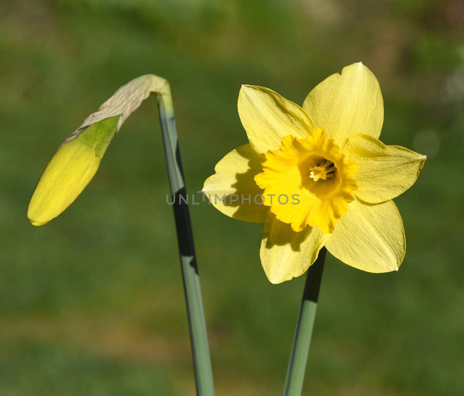 Daffodils are very attractive early blues with predominantly yellow flowers. Daffodils are very attractive early bloomers with predominantly yellow flowers.