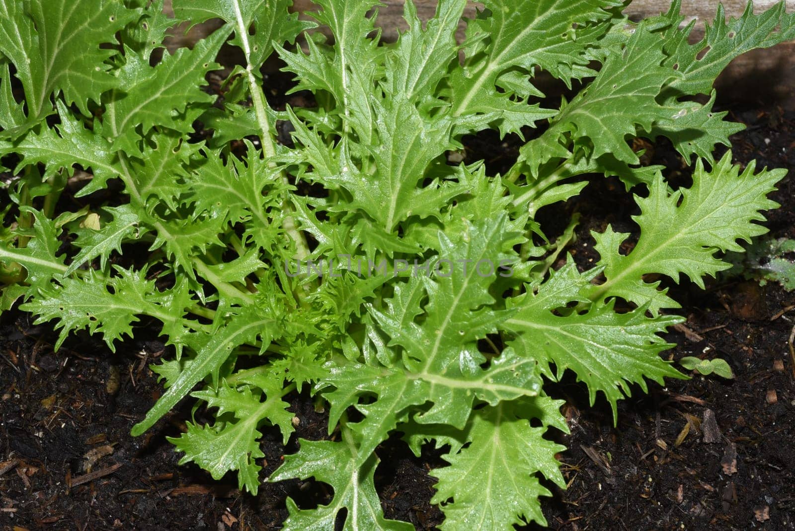 Asian salads are often available all year round. It is used as a salad as well as a vegetable side dish. Asian salads are often available all year round. It is used as a salad as well as a vegetable side dish.