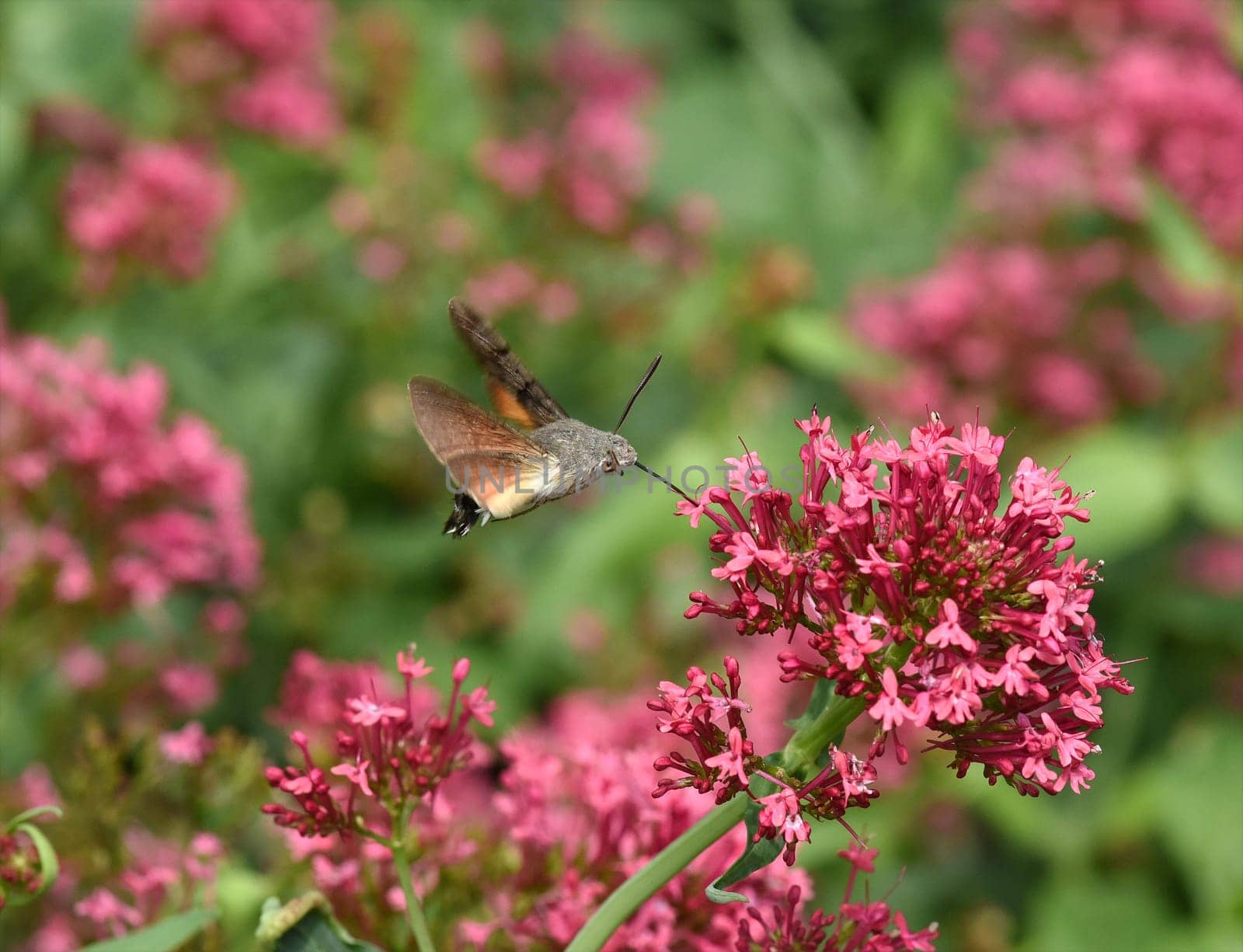 Pigeon swather,Macroglossum,stellatarum,to the almost exotic insects belongs the pigeon swaenzchen or also called hummingbird swath reminds with its buzzing flight of hummingbirds and comes from the south in summer to us. Pigeon tail,Macroglossum,stellatarum,one of the almost exotic insects,is the pigeon tail or hummingbird warmer,which reminds of hummingbirds with its whirring flight and comes to us from the south in summer.
