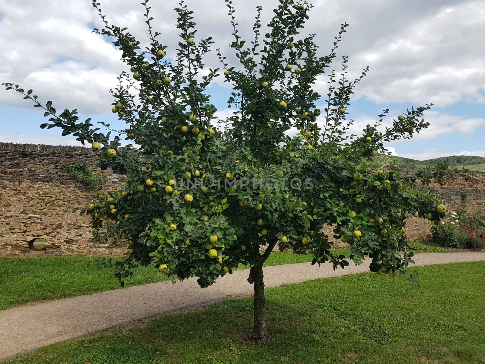 quince  Cydonia  Oblonga,is a summer green tree with a crooked trunk and wide crown that carries edible fruits. Quince  Cydonia  Oblonga is a deciduous tree with a crooked stem and broad crown that bears edible fruit.