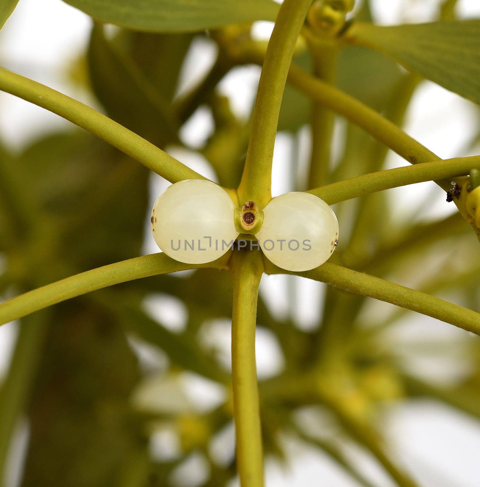 Mistletoe,Viscum album is a parasite that lives on our native trees. Mistletoe,Viscum album,is a parasite that lives on our native trees.
