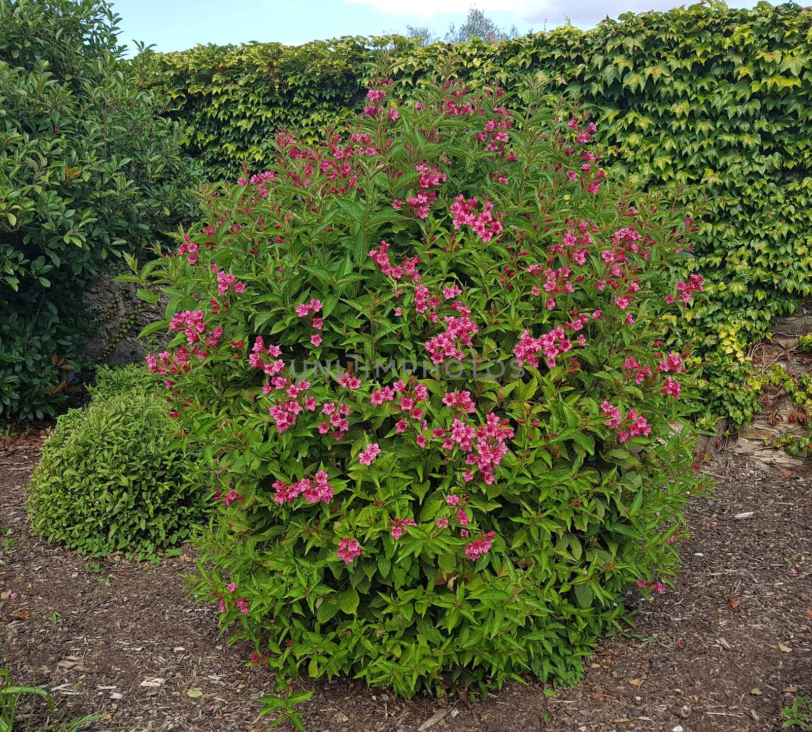Weigela florida is a beautiful garden plant (shrub) with many red flowers. Weigela,Weigela florida is a beautiful garden plant (shrub) with many red flowers.