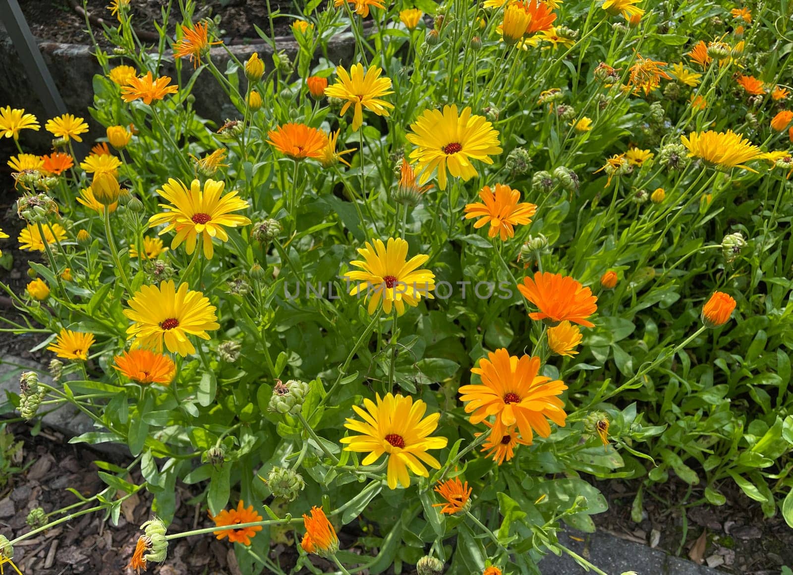 Calendula,Calendula officinalis is an important medicinal plant with yellow flowers. It is also used in medicine. Marigold,Calendula officinalis is an important medicinal plant with yellow flowers. It is also used in medicine.