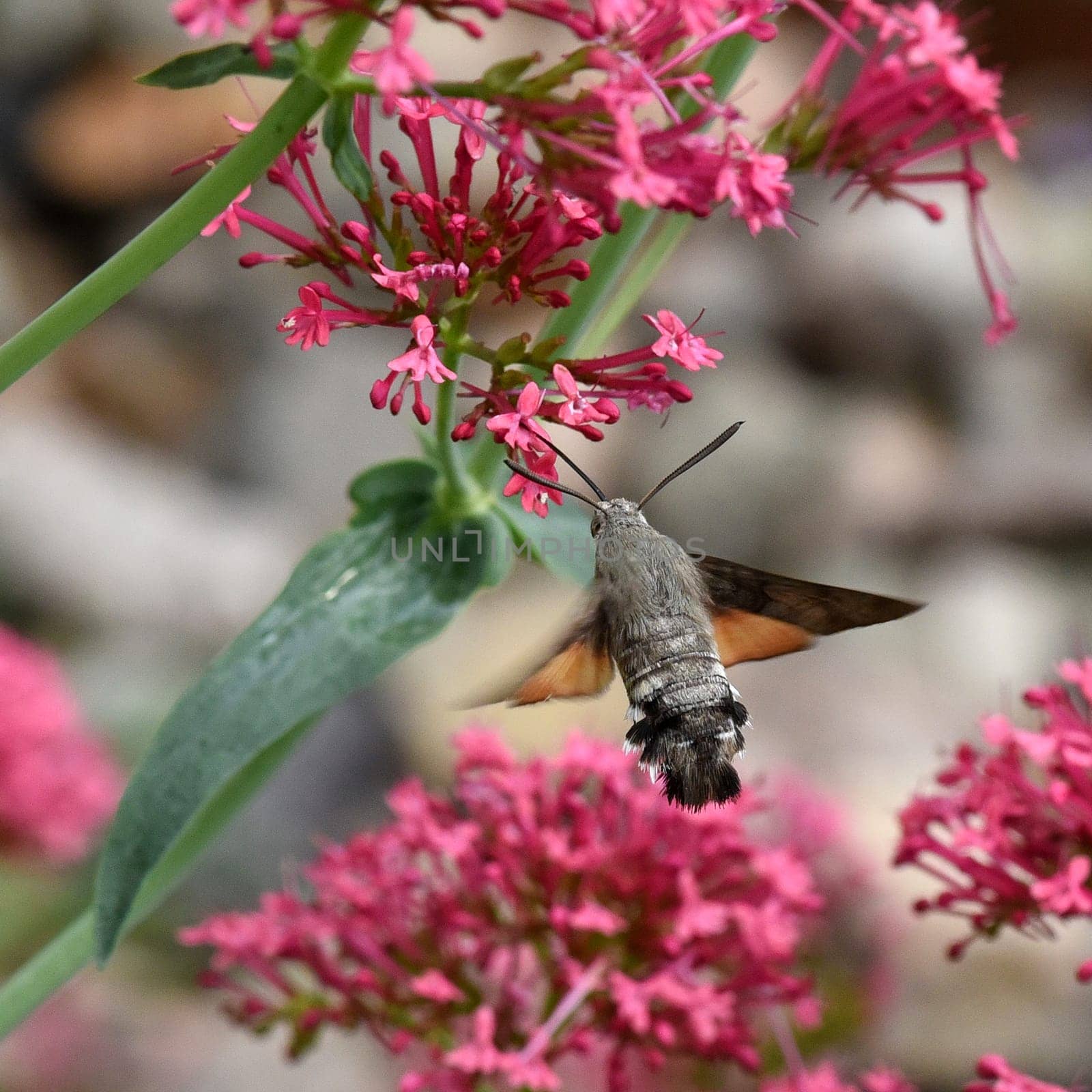 Pigeon swather,Macroglossum,stellatarum,to the almost exotic insects belongs the pigeon swaenzchen or also called hummingbird swath reminds with its buzzing flight of hummingbirds and comes from the south in summer to us. Pigeon tail,Macroglossum,stellatarum,one of the almost exotic insects,is the pigeon tail or hummingbird warmer,which reminds of hummingbirds with its whirring flight and comes to us from the south in summer.