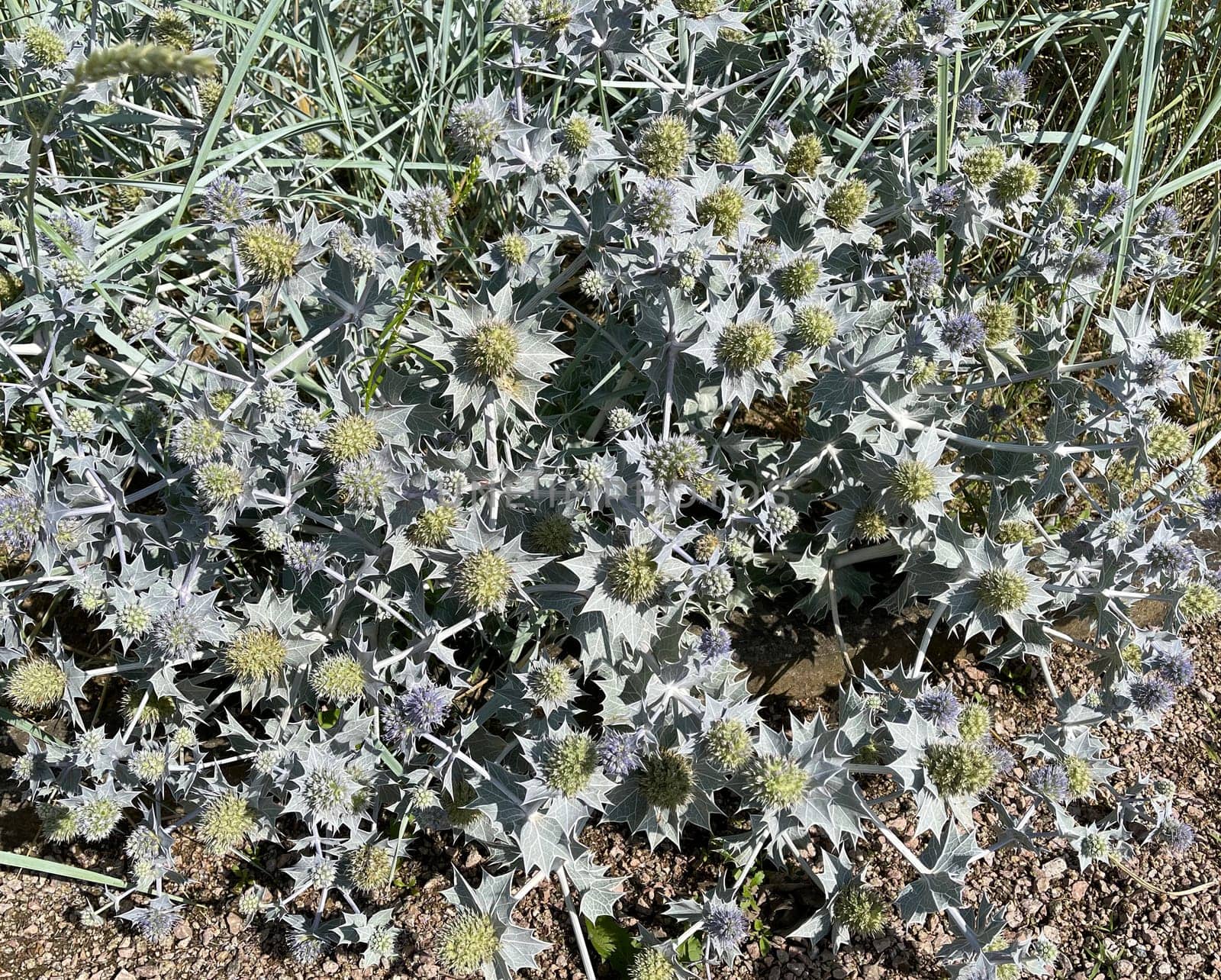 Sea thistle,Eryngium maritimum,is a species of thistle that thrives in sand near the coast. Beach thistle,Eryngium maritimum,is a species of thistle that thrives in the sand near the coast.
