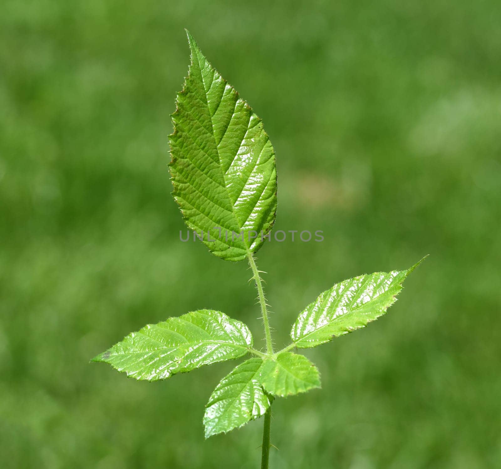 Blackberry leaf,Rubus fructicosa,are used as medicinal plant ingredients. Blackberry leaves,Rubus fructicosa,are used as medicinal plant ingredients.