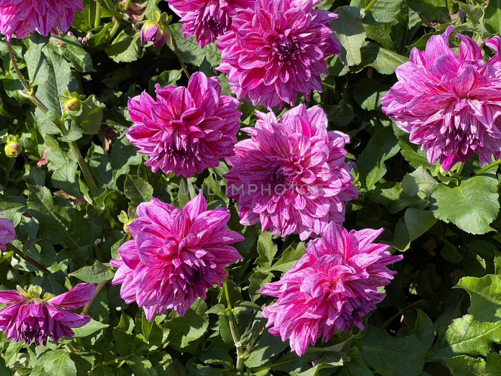Decorative dahlia,Alpen Pauline