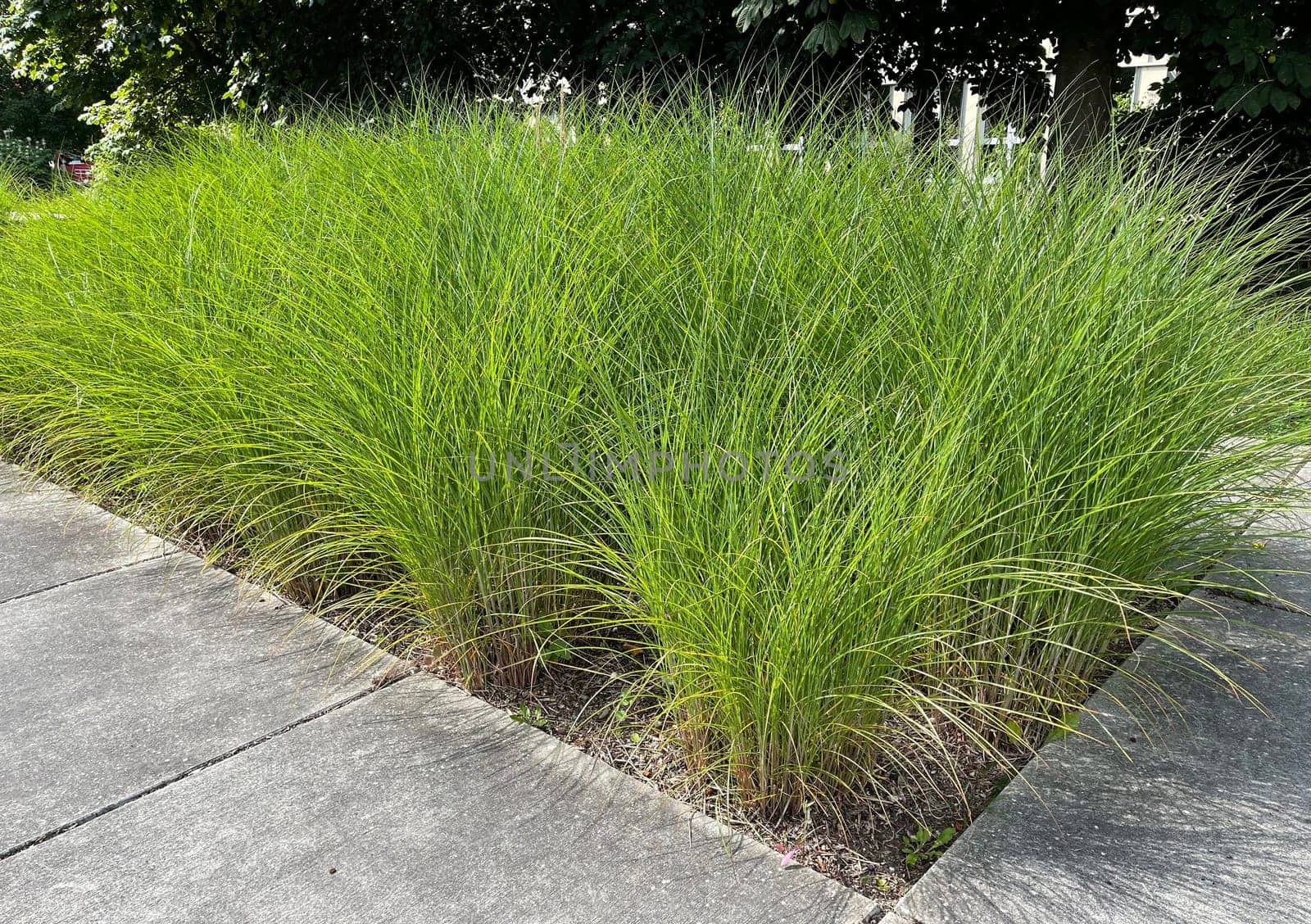 Chinese reed,Miscanthus Sinensis,is a decorative reed species that is often used in gardens. Chinese reed,Miscanthus Sinensis,is a decorative type of reed that is often used in front gardens.