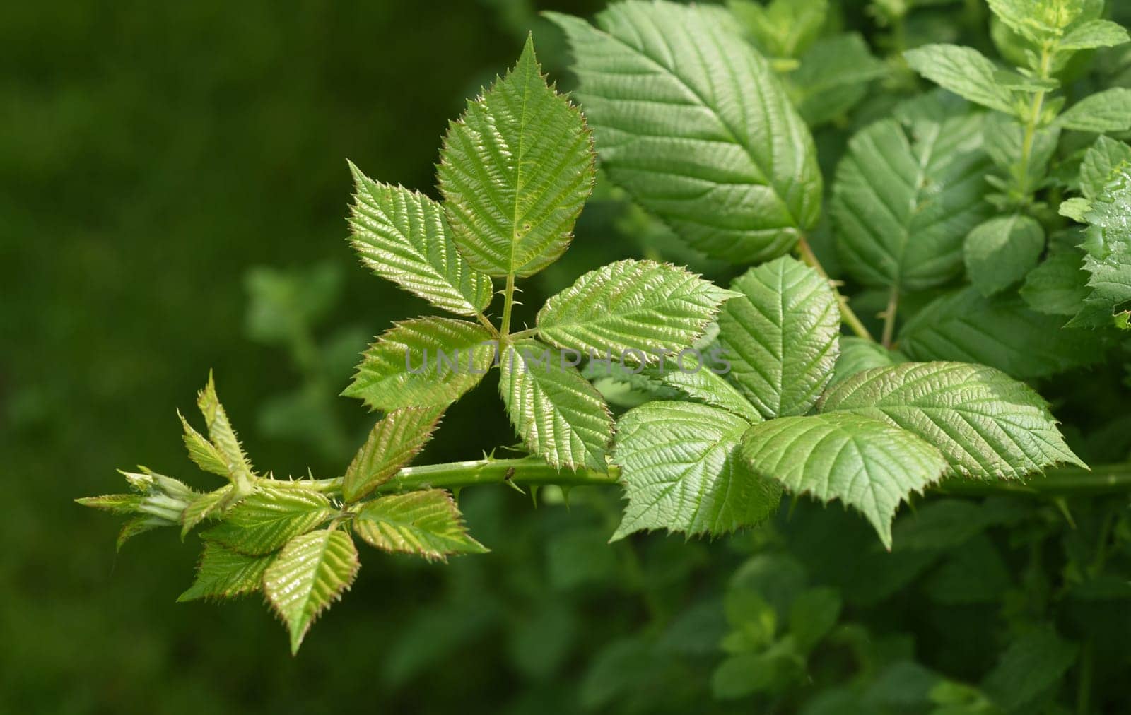 Blackberry leaf,Rubus fructicosa,are used as medicinal plant ingredients. Blackberry leaves,Rubus fructicosa,are used as medicinal plant ingredients.