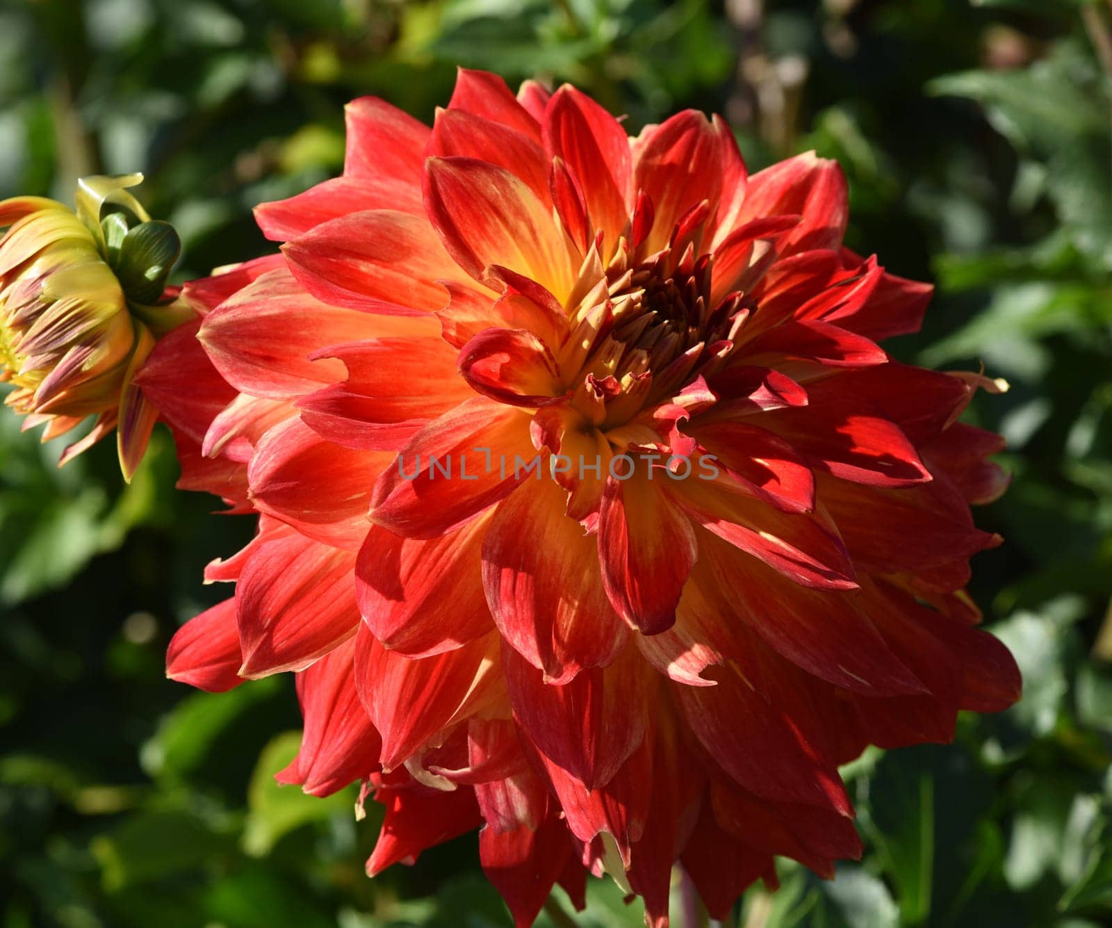 Decorative dahlias,also called decorative dahlias,are beautiful summer flowers. Decorative dahlias,also known as ornamental dahlias,are beautiful summer flowers.