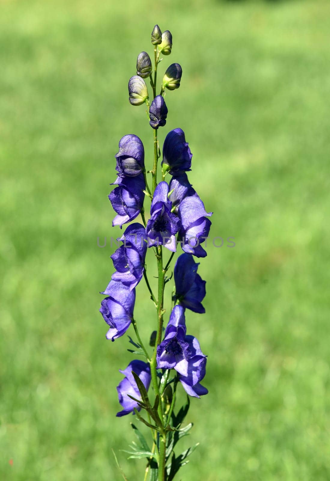 Ironhat,Aconitium Napellus is a poisonous and medicinal plant with blue blues. Monkshood,Aconitium napellus is a poisonous and medicinal plant with blue flowers.