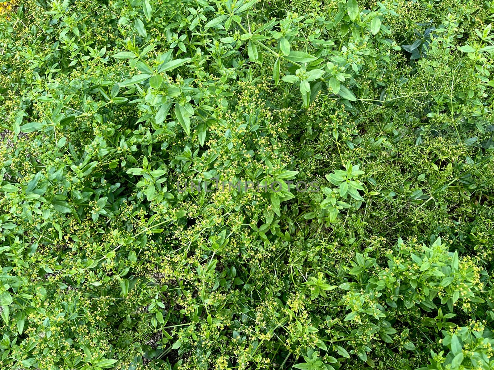 Faerberroete,madder,Rubia tinctorum,is an important medicinal plant with yellow-green flowers and is widely used in medicine. Faerberroete,madder,Rubia tinctorum,is an important medicinal plant with yellow-green flowers and is widely used in medicine.