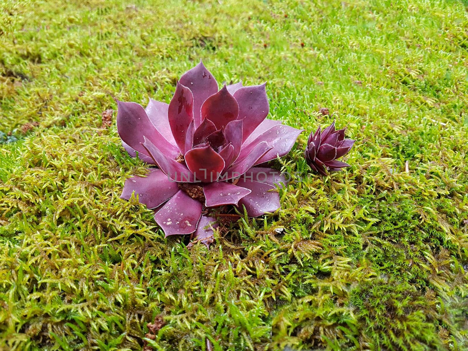 Hauswurz,Sempervivum,tectorum,is a medicinal plant and an alpine flower with red flowers. Houseleek,Sempervivum,tectorum,is a medicinal plant and an alpine flower with red flowers.