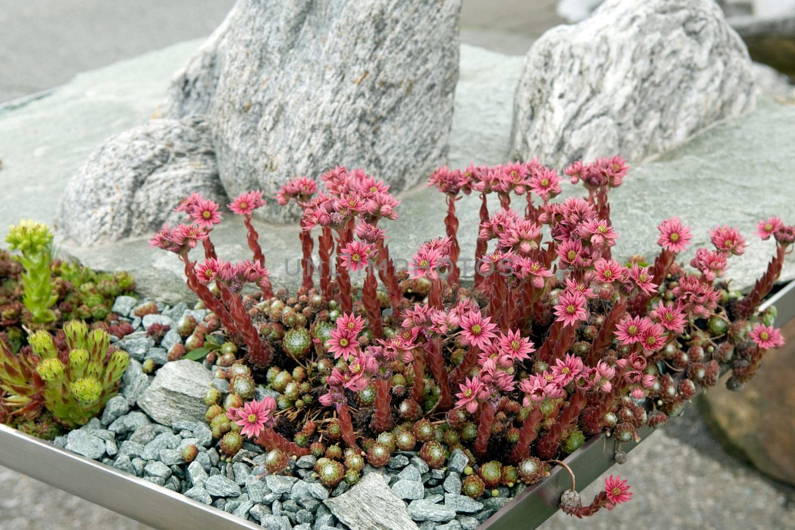 Hauswurz,Sempervivum,tectorum,is a medicinal plant and an alpine flower with red flowers. Houseleek,Sempervivum,tectorum,is a medicinal plant and an alpine flower with red flowers.