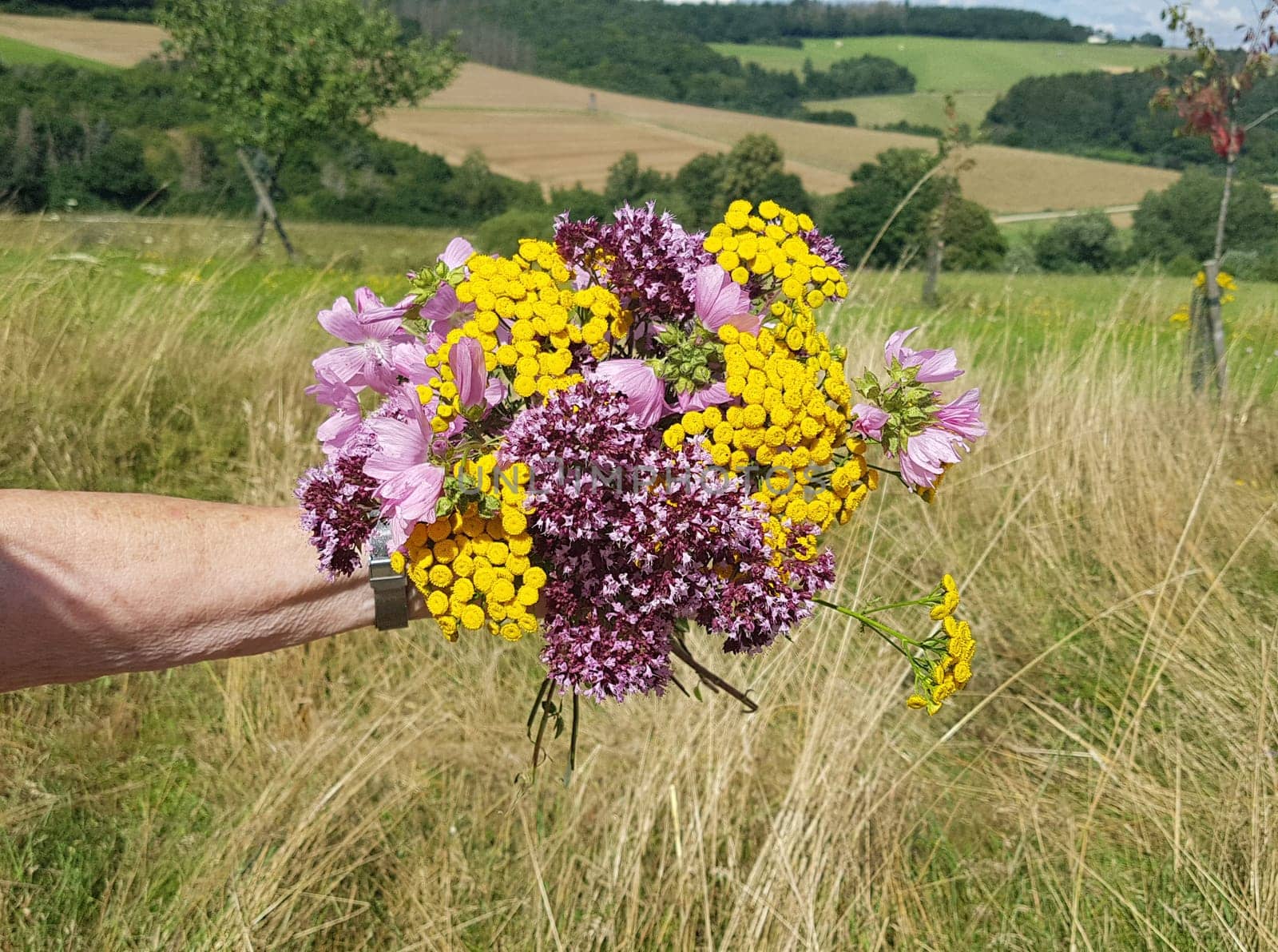 Bouquet of wildflowers ploughed on a wildflower meadow with many different flowers. Wildflower bouquet picked in a wildflower meadow with many different flowers.
