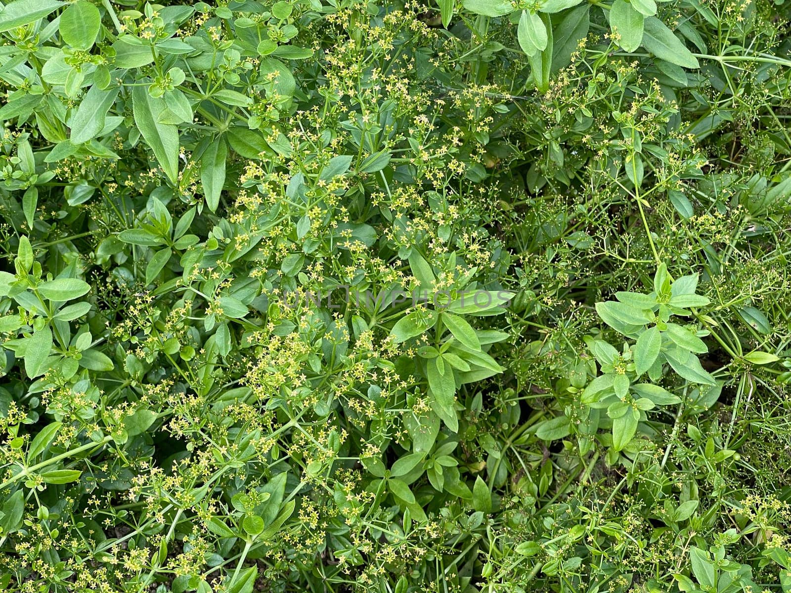 Faerberroete,madder,Rubia tinctorum,is an important medicinal plant with yellow-green flowers and is widely used in medicine. Faerberroete,madder,Rubia tinctorum,is an important medicinal plant with yellow-green flowers and is widely used in medicine.