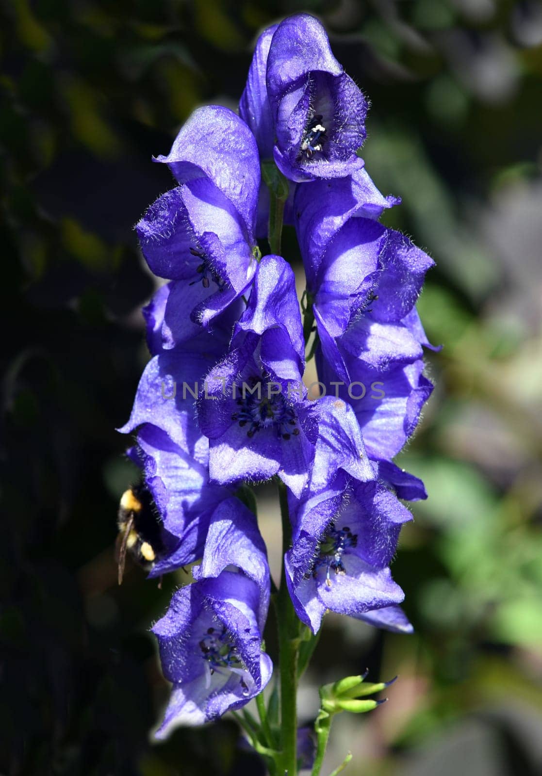 Monkshood,Aconitium napellus is a poisonous and medicinal plant with blue flowers. Monkshood,Aconitium napellus is a poisonous and medicinal plant with blue flowers.
