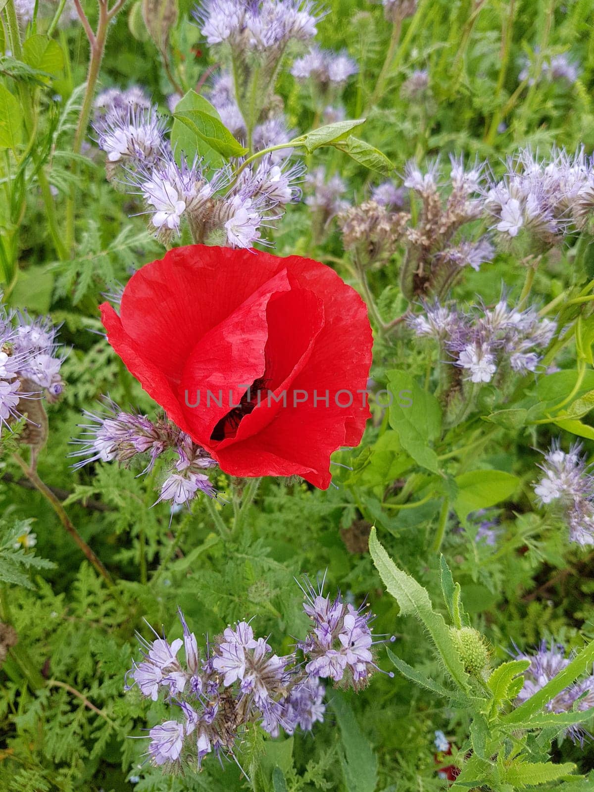 Papaver is a genus of flowering plants in the poppy family. Corn poppy,Papaver is a genus of plants from the poppy family with red flowers.