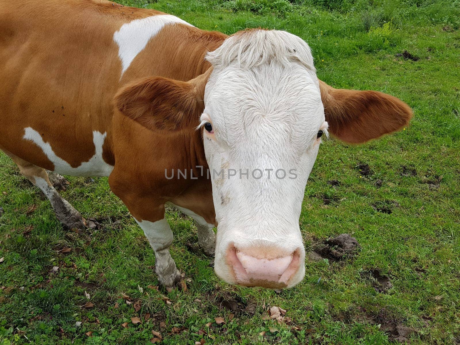 Cows are among the most widely kept livestock. Cows are among the most commonly kept livestock.