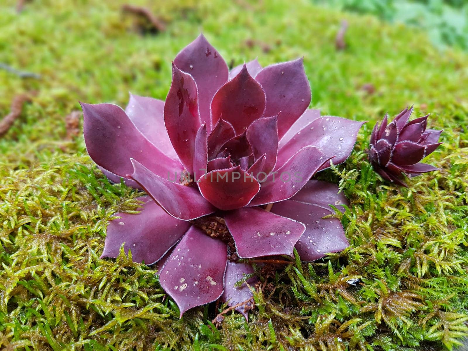 Hauswurz,Sempervivum,tectorum,is a medicinal plant and an alpine flower with red flowers. Houseleek,Sempervivum,tectorum,is a medicinal plant and an alpine flower with red flowers.
