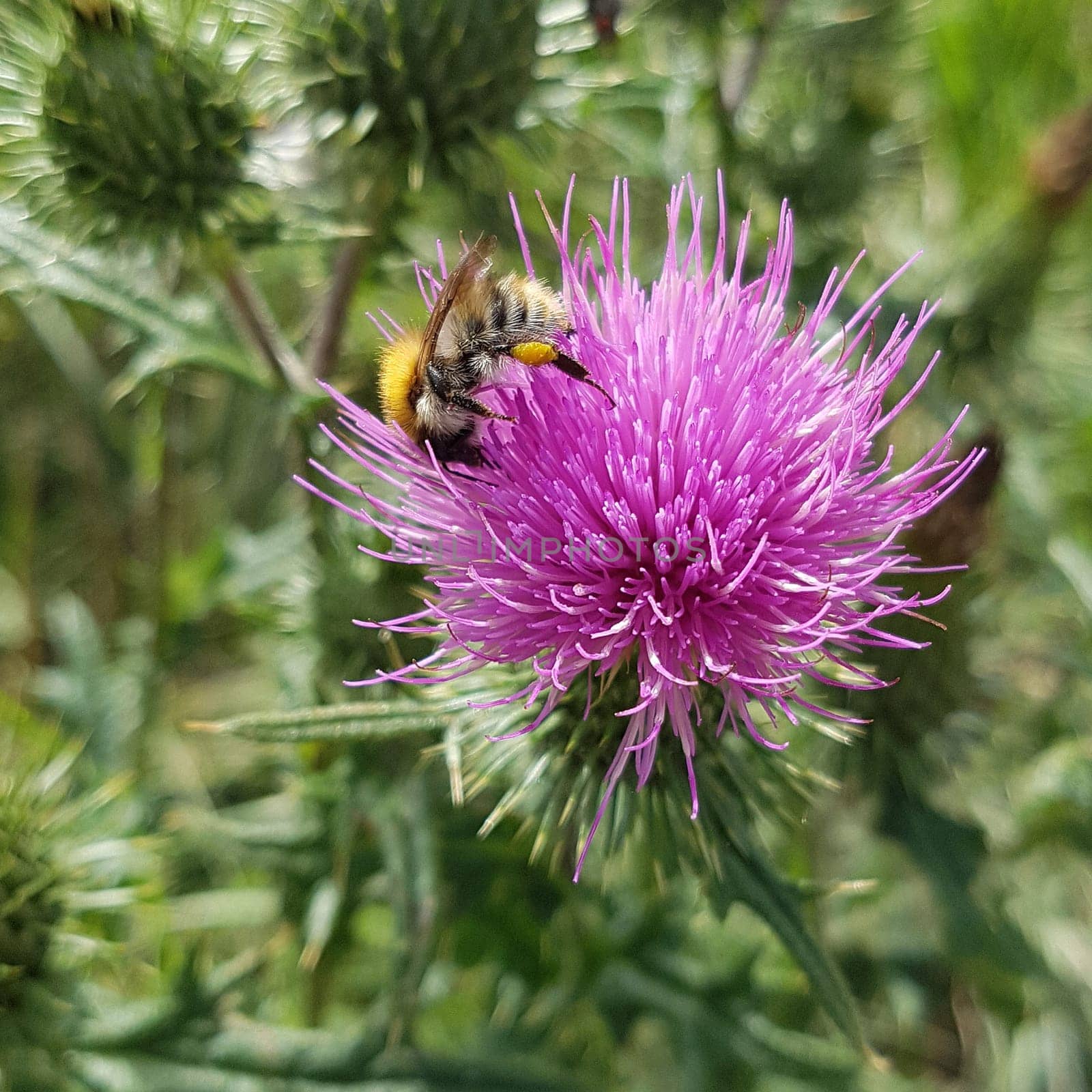 Thistle,Cirsium vulgare,is medicinal and wild plant. Scratching thistle,Cirsium vulgare,is medicinal and wild plant.