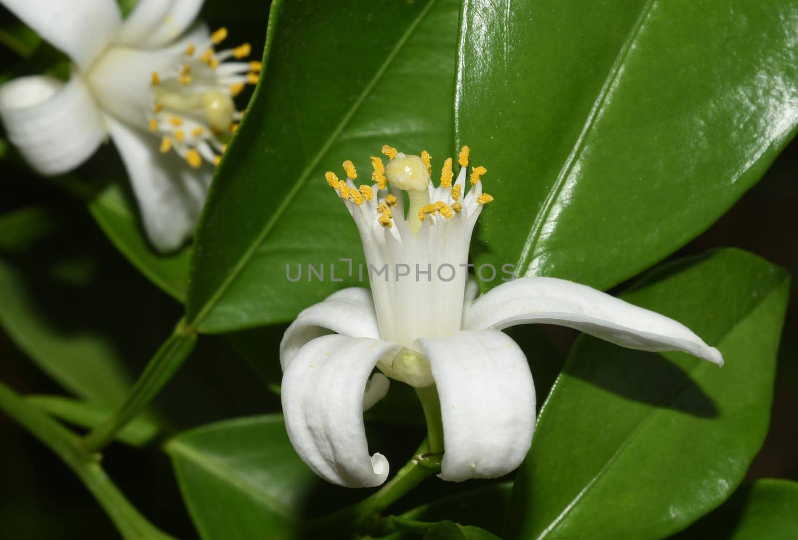 Orange,Citrus sinensis,is an exotic fruit that is also used dried as a fragrance. Orange,Citrus sinensis,is an exotic fruit that is also used as a fragrance when dried.